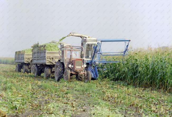 Mezőgazdaság - Vágják a kukoricát a bátai tsz-ben
