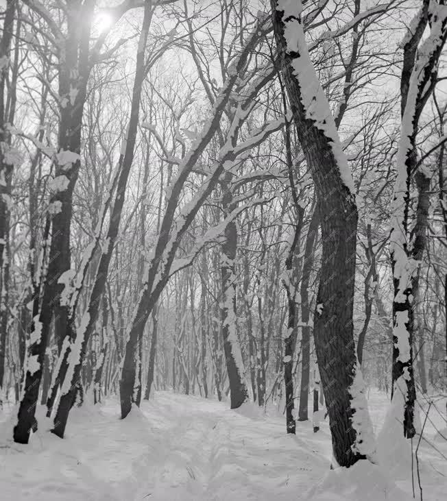 Természet - Tél a gemenci erdőben