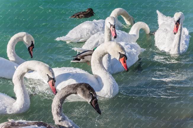 Természet - Siófok - Hattyúk a Balatonban