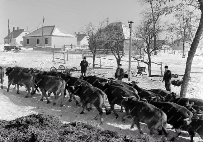 Mezőgazdaság - Állattenyésztés