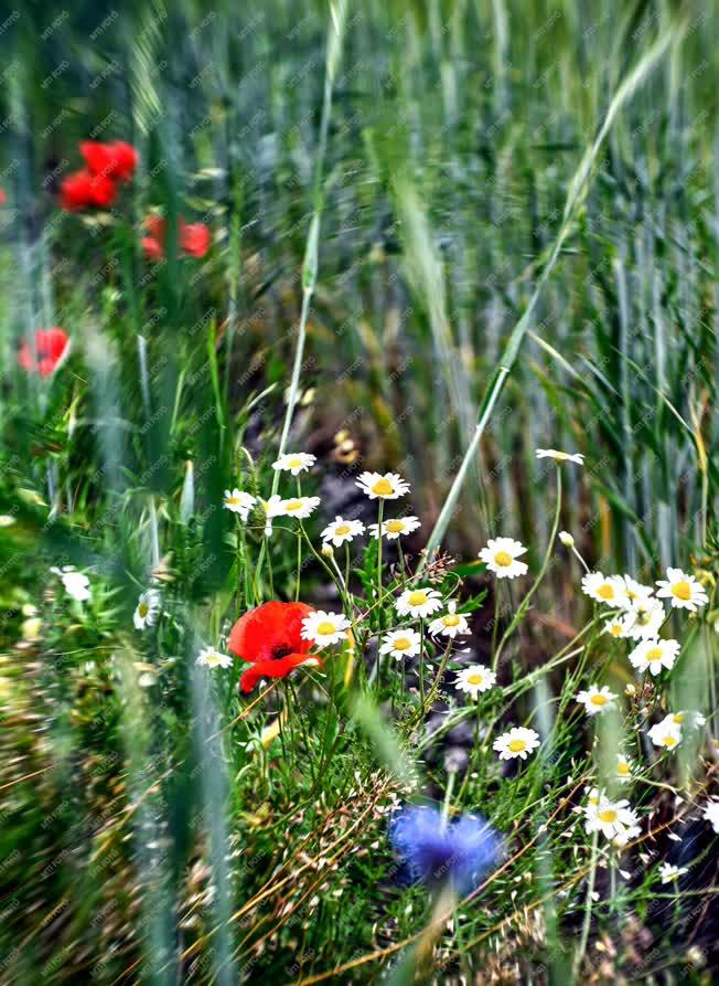 Természet - Polgár - Mezei virágok