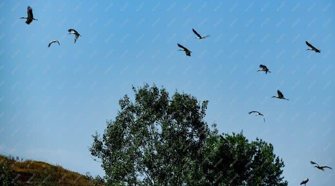 Természet - Útra készülődő gólyák Debrecennél