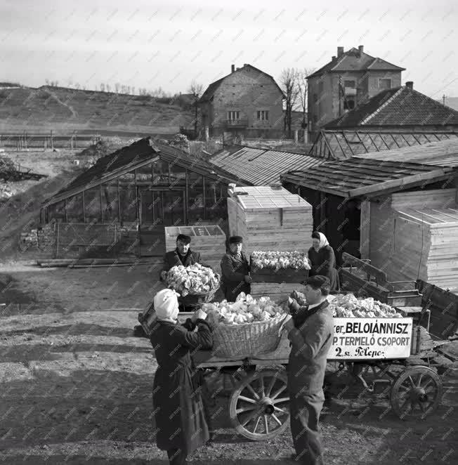 Mezőgazdaság - Beloiannisz termelőszövetkezetének kertészete