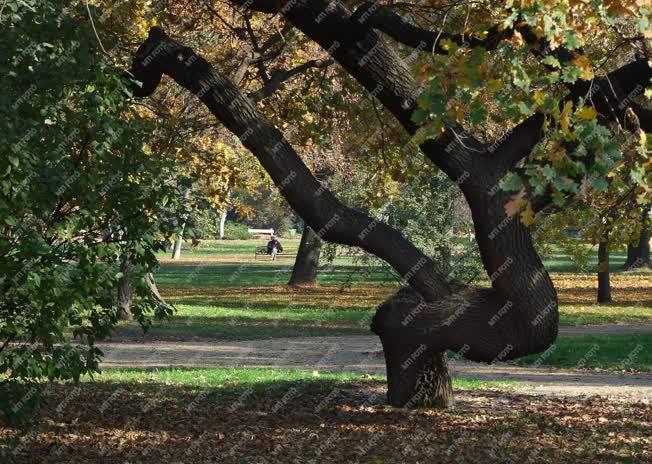 Természet - Budapest - Ősz a vérmezői parkban