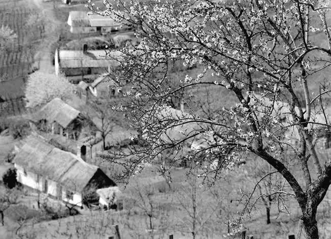 Tájak - A Balaton északi partja