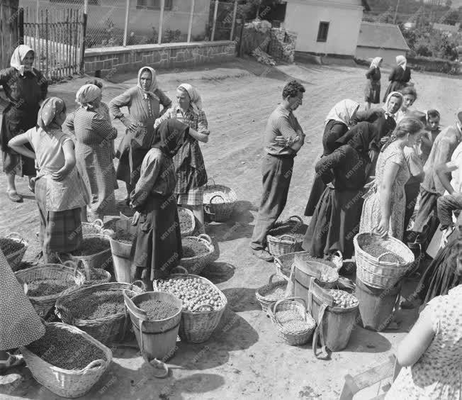 Gazdaság - Mezőgazdaság - Az abasári földműves-szövetkezet