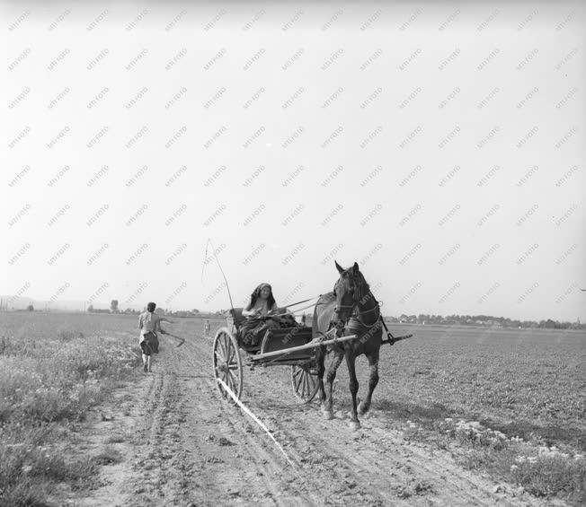 Gazdaság - Pihenőidő a Budakalász Termelőszövetkezetben