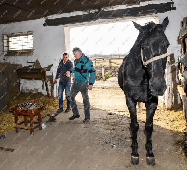 Állattenyésztés - Hortobágy - Lópatkolás a mátai ménesben