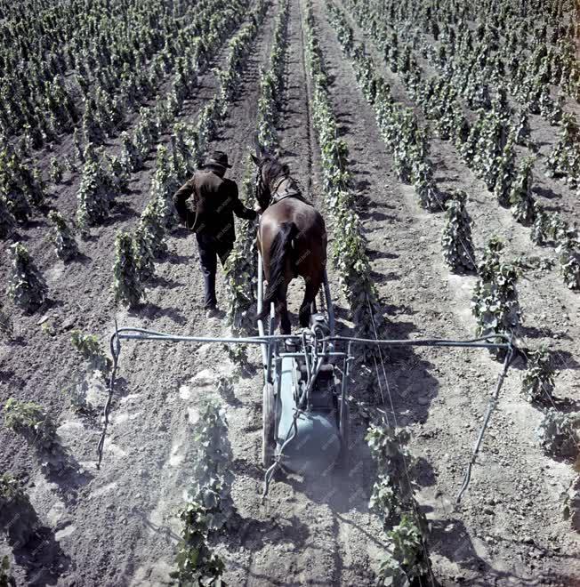Mezőgazdaság - Permetezik a szőlőt Izsákon
