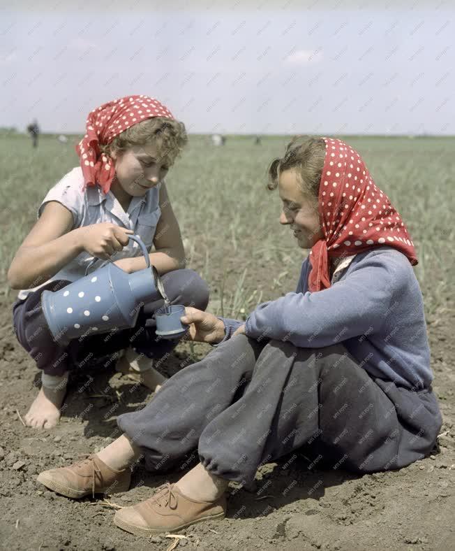 Mezőgazdaság - Makói Kossuth Tsz