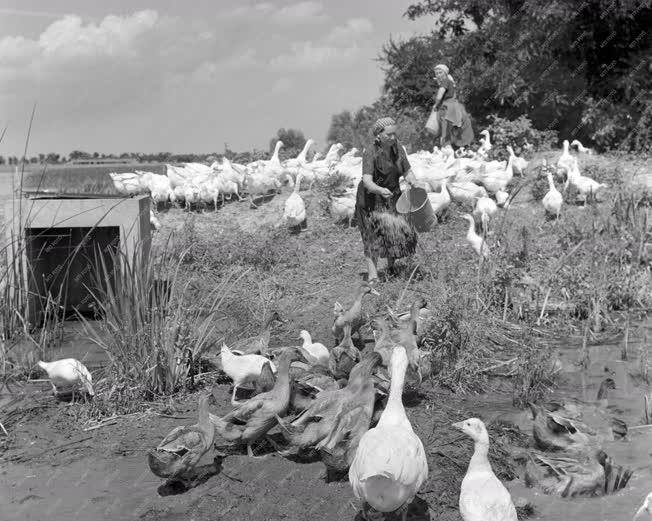 Mezőgazdaság - Állattenyésztés - Hibridkacsák a Béke Termelőszövetkezetben
