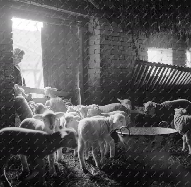 Mezőgazdaság - Tavaszi bárányszaporulat 