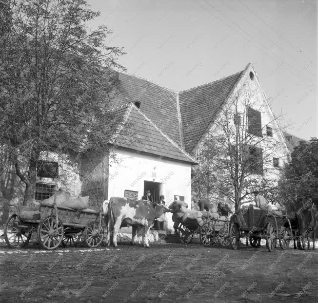 Mezőgazdaság - Termelőszövetkezet - Beszolgáltatás