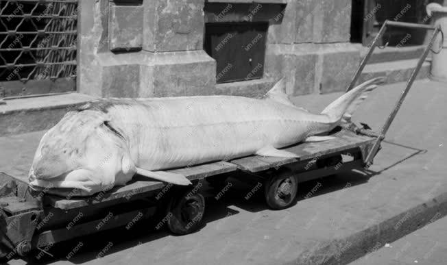 Mezőgazdaság - Halászat - Óriási tokhalat fogtak a Dunán