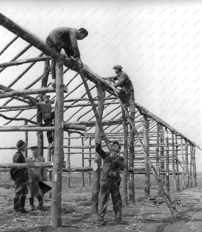 Mezőgazdaság - Saját erőből építkeznek a kengyeli tsz-ben