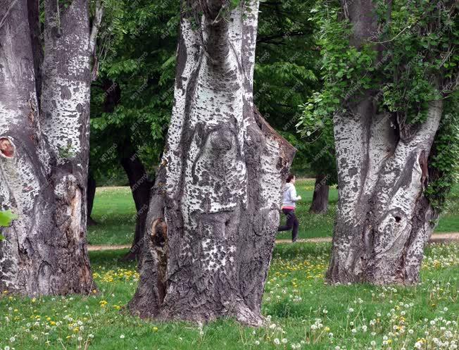 Természet - Budapest - Öreg fák a Vérmezőn