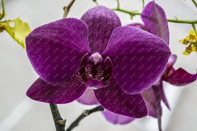 Virág - Virágzó orchidea