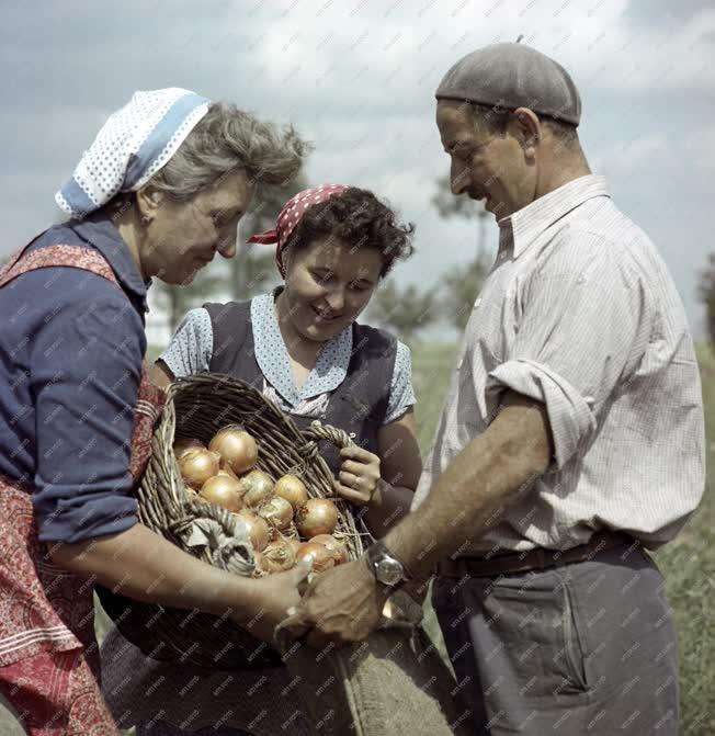Mezőgazdaság - Hagymaszedés a makói Lenin Termelőszövetkezetben