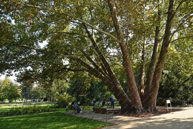 Természet - Budapest - Hétvezér platán a Margitszigeten 