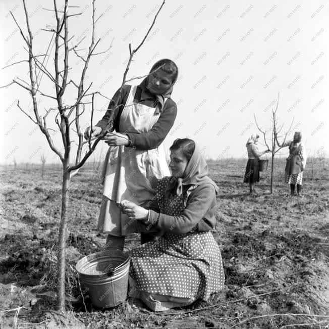 Mezőgazdaság - Metszik a gyümölcsfákat az abapusztai állami gazdaságban