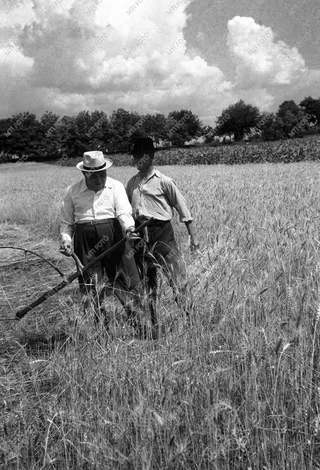 Mezőgazdaság - Aratóünnepség Bácsalmáson