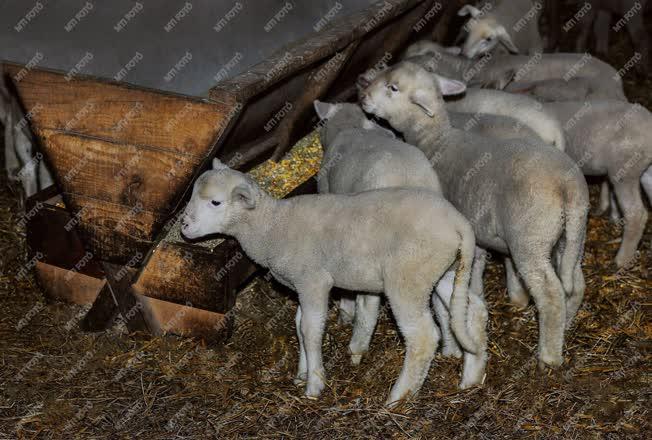 Állattenyésztés - Hortobágy - Születnek a húsvéti bárányok