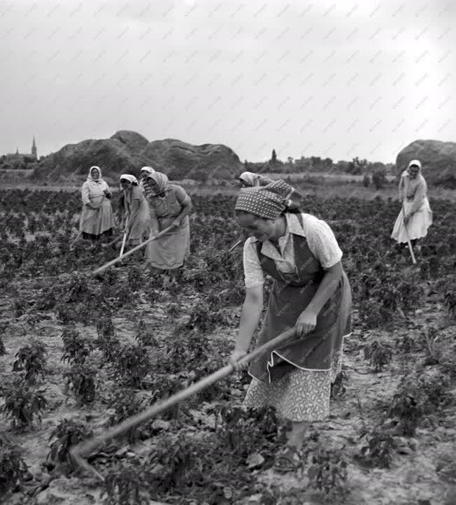 Mezőgazdasági munka - Paprika kapálás