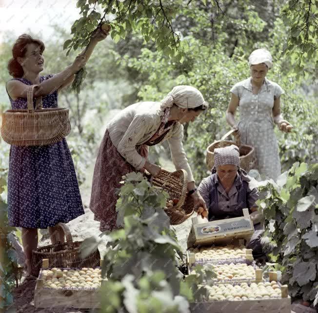 Növénytermesztés - Mezőgazdasági Termékeket Értékesítő Központ