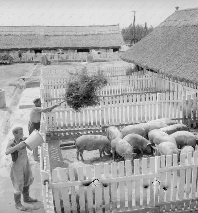 Mezőgazdaság - Sertéstelep