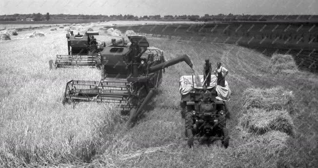 Mezőgazdaság - Betakarítás