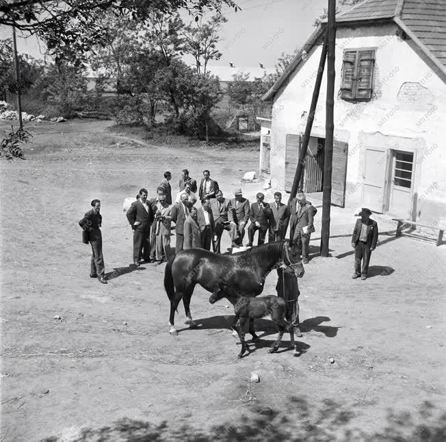 Mezőgazdaság - Állattenyésztés - Herceghalom