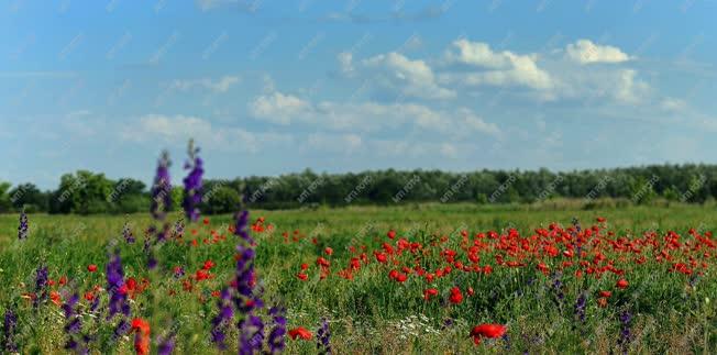 Természet - Hortobágy - Vadvirágok