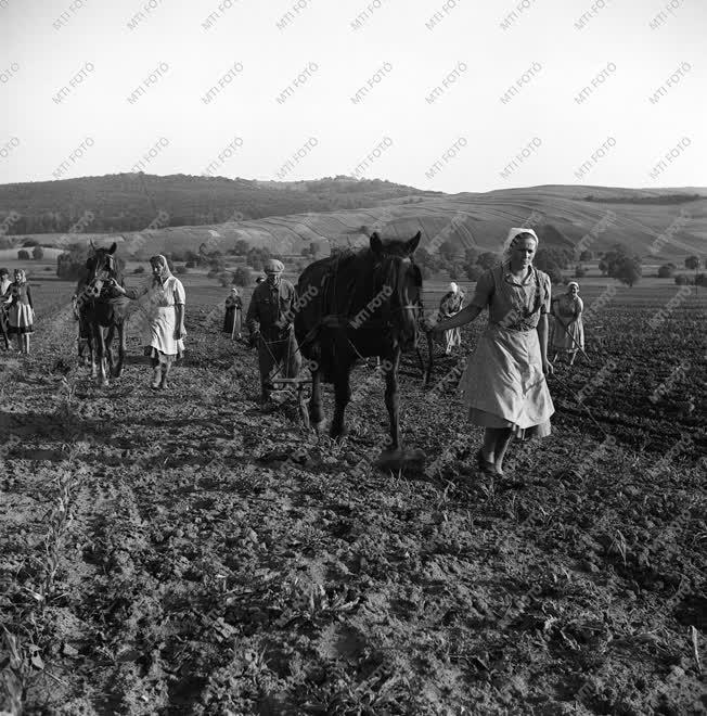 Mezőgazdaság - Tavaszi mezőgazdasági munka