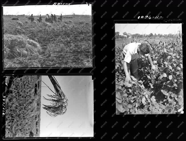 Mezőgazdaság - Agrimpex album