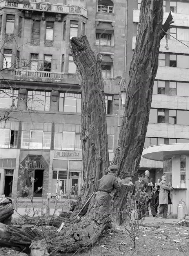 Vészelhárítás - Kivágják az Engels téri életveszélyes fát