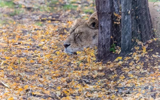 Természetvédelem - Felsőlajos - Afrikai oroszlán