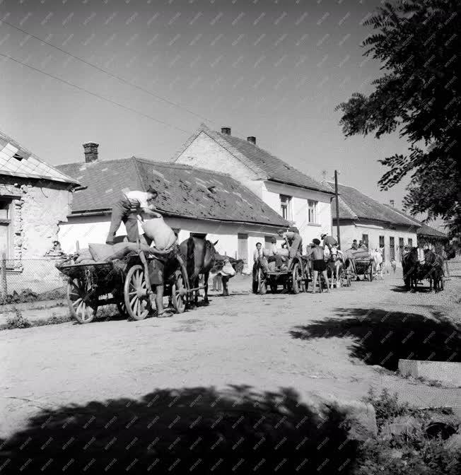 Mezőgazdaság - Földműves-szövetkezet a Balaton környékén