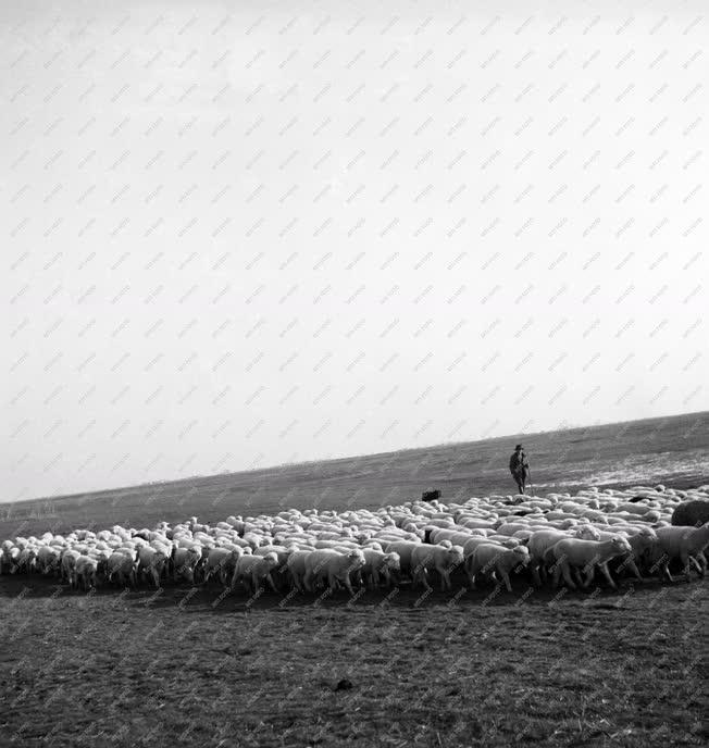 Mezőgazdaság - Állattenyésztés - Bárányok a Hortobágyon