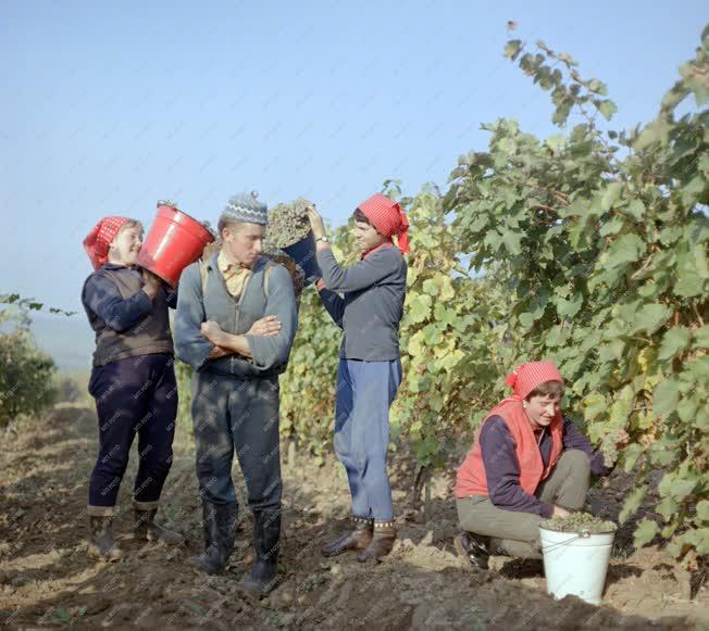 Mezőgazdaság - Szüretelők Tokajban