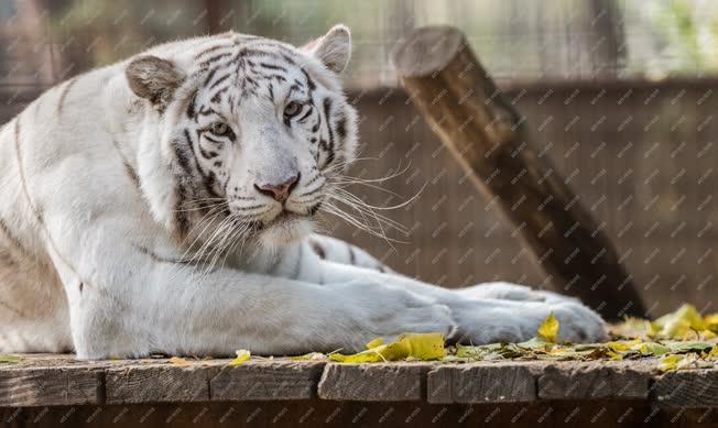 Természetvédelem - Felsőlajos - Fehér bengáli tigris 