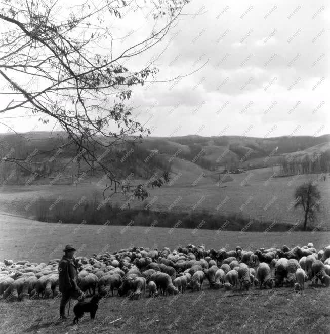 Mezőgazdaság - Állattenyésztés - Juhászat