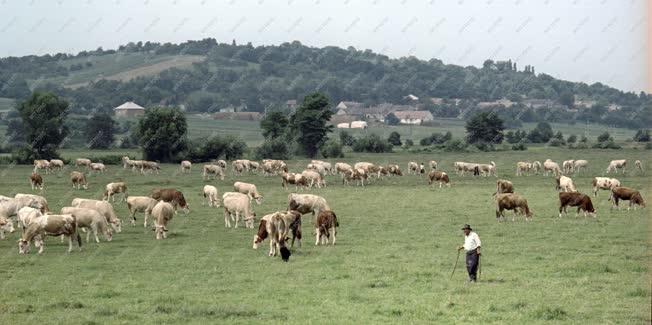 Tájkép - Göcsej - Legelő tehenek