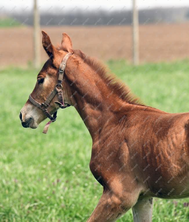 Mezőgazdaság - Állattenyésztés - Gidrán fajtájú lovak születnek Debrecenben