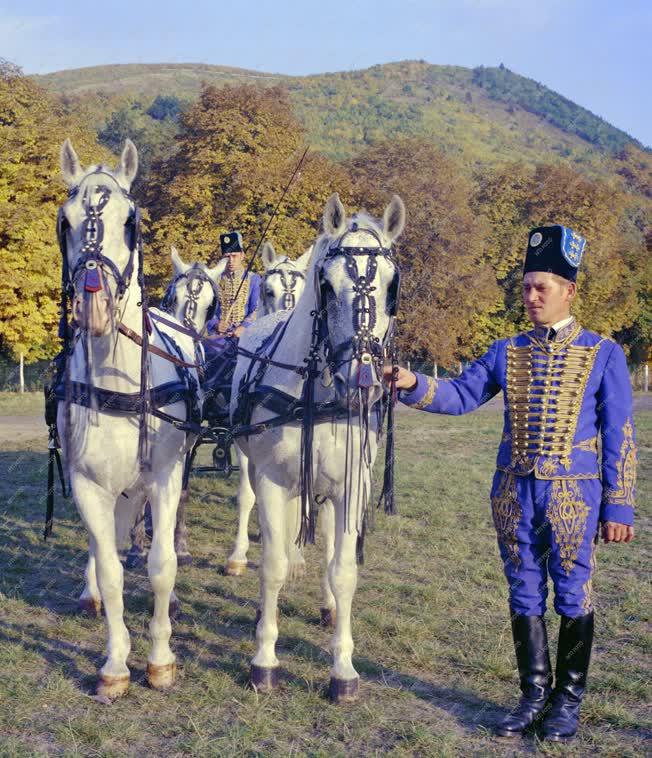 Mezőgazdaság - Egy lipicai négyes fogat