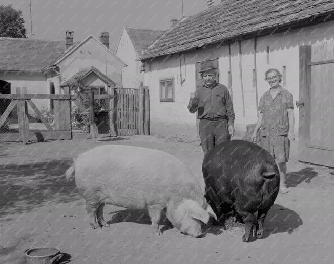 Mezőgazdaság - A barcsi Vörös Csillag Termelőszövetkezetben