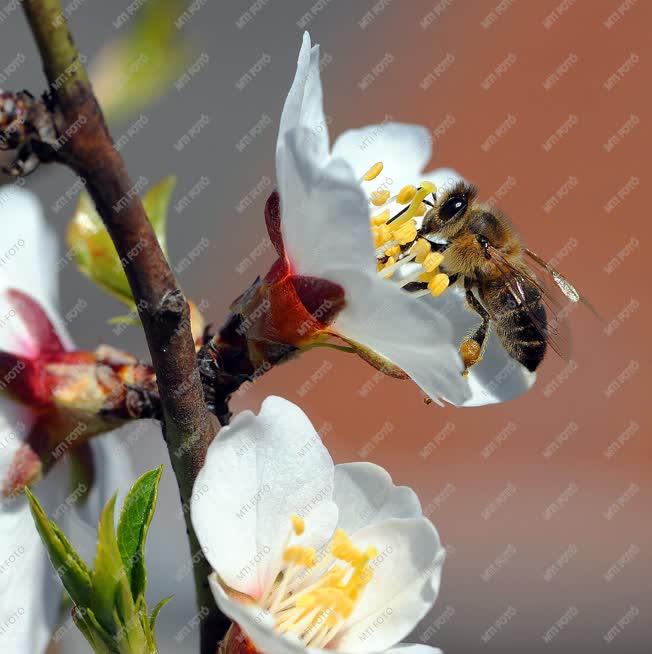 Természet - Debrecen - Virágzik a mandulafa