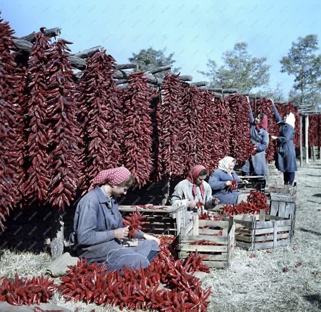 Élelmiszeripar - Kalocsai paprika feldolgozása