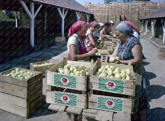 Mezőgazdaság - Exportálják a zalaszentgróti almát