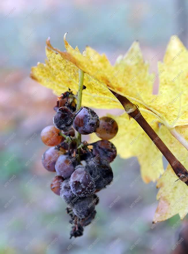 Borászat - Tokaj - A Paulay Borház szőlőültetvénye
