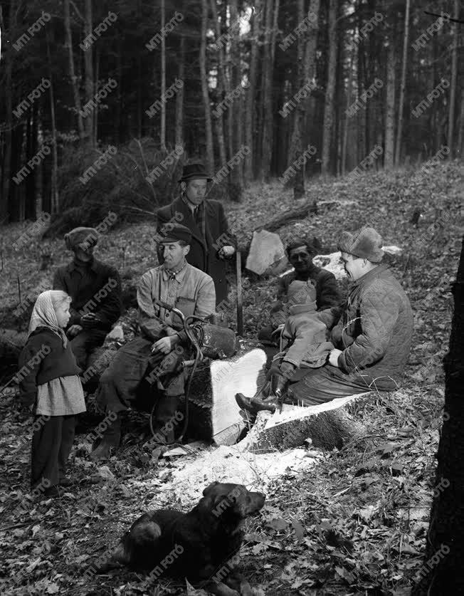 A szerző válogatása - A Soproni Tanulmányi Erdőgazdaságban